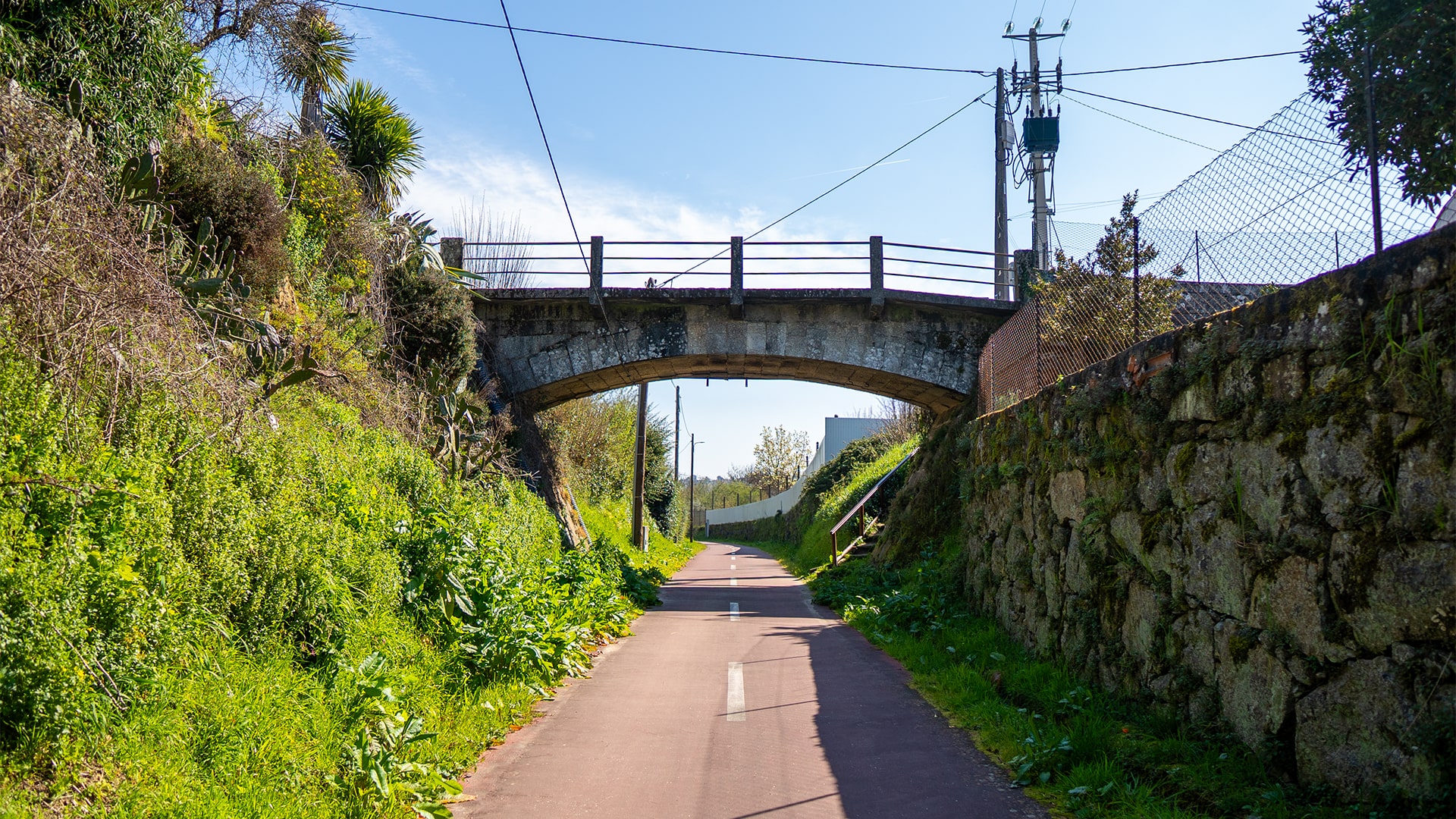 canelasArtboard 2 copy 11-min